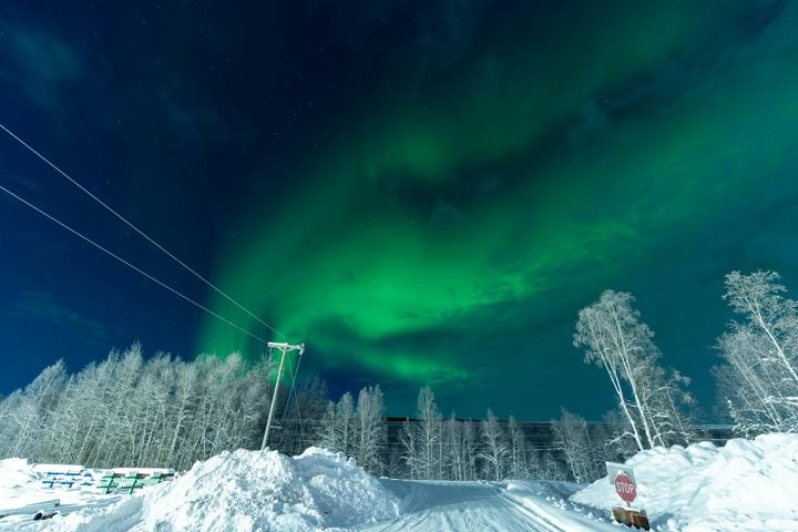Green aurora above snow-covered spruce trees