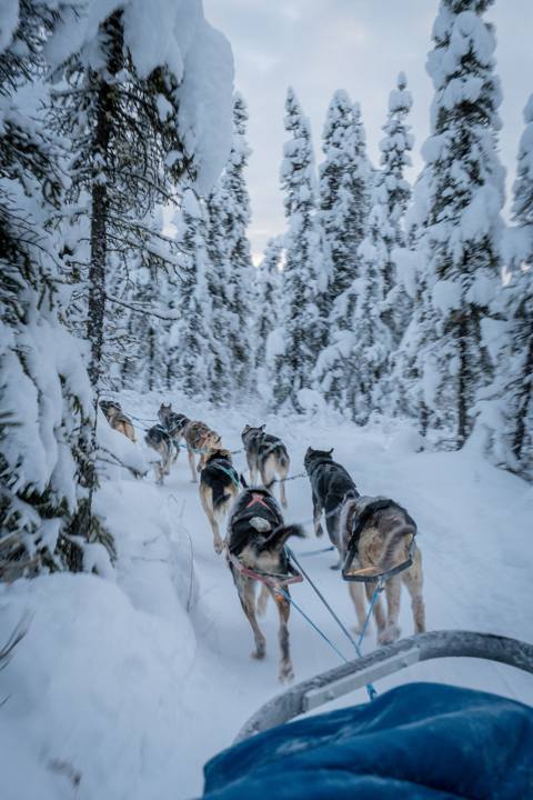 Musher and dog team on a snowy trail
