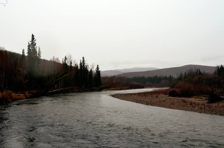 River flowing through a forest